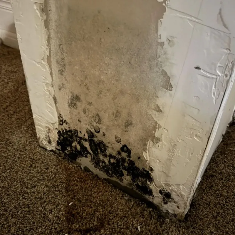Professional Mold Removal in New Fairfield, CT